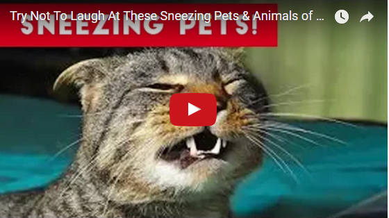 Animals Sneezing Sporadically Shakes the Internet