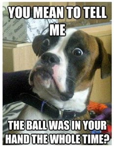 dog memes 1