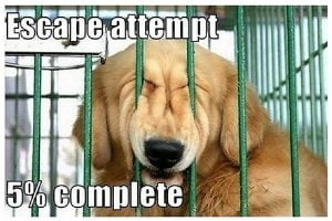 dog memes 2