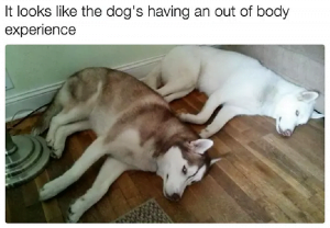dog memes 3