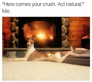 dog memes 4