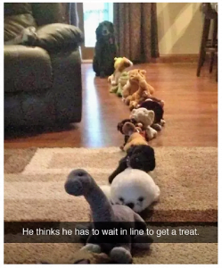 dog memes 5