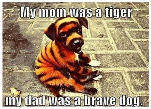 dog memes 6