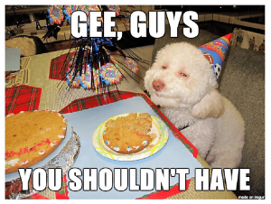 dog memes 7