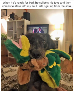 dog memes 8