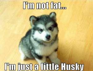 dog memes 9