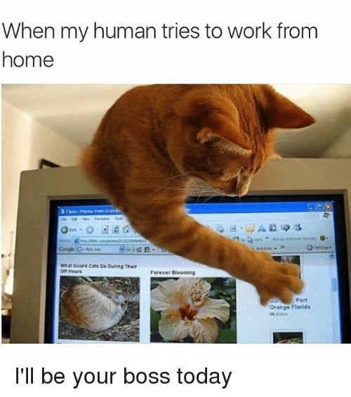 work-from-home-memes-to-relate